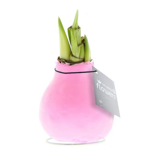 Amaryllis bulb in gift box - Image 7
